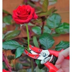 Секатор садовий BERGER 1560 для троянд, 190 мм