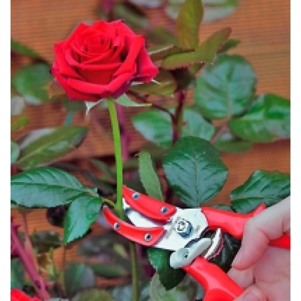 Секатор садовий BERGER 1560 для троянд, 190 мм